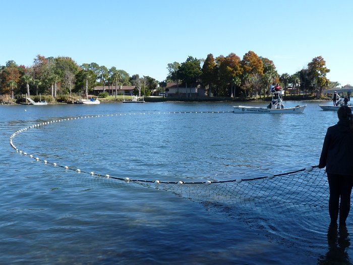 Manatees2010 (8)